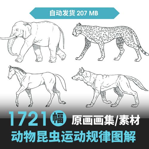 动物昆虫运动规律图解素材合集 cg 动画 原画动作表演参考素材