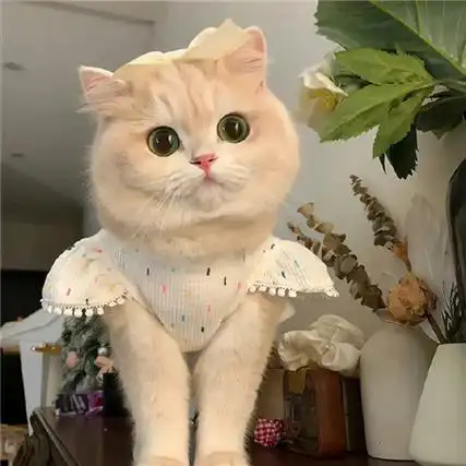 微信猫咪背景图片大全高清可爱 小猫在午睡地球在转圈