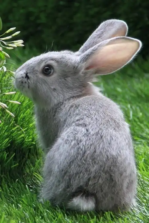 可爱小灰兔 动物壁纸 动物图片大全 动物桌面壁纸大全 免费动物高清