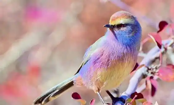 转发这只身披彩虹的鸟开启好运##被花彩雀莺的颜值
