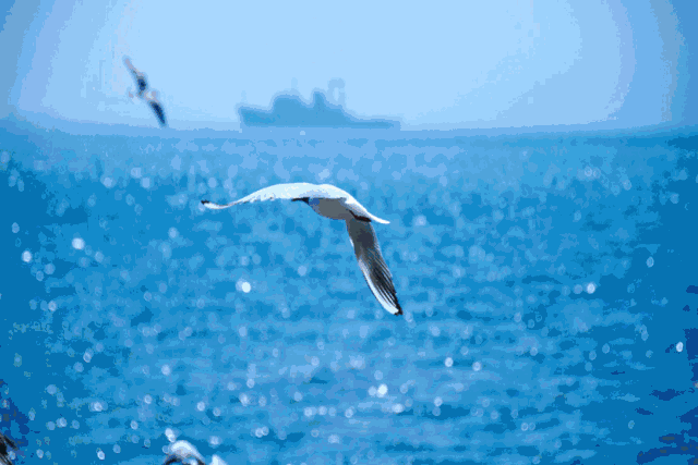 原创青岛我居住的城市大量的海鸥在海面上飞舞美哭了