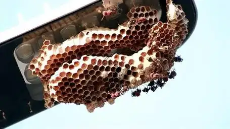 马蜂窝的安全处理:科学小全的家居防护指南