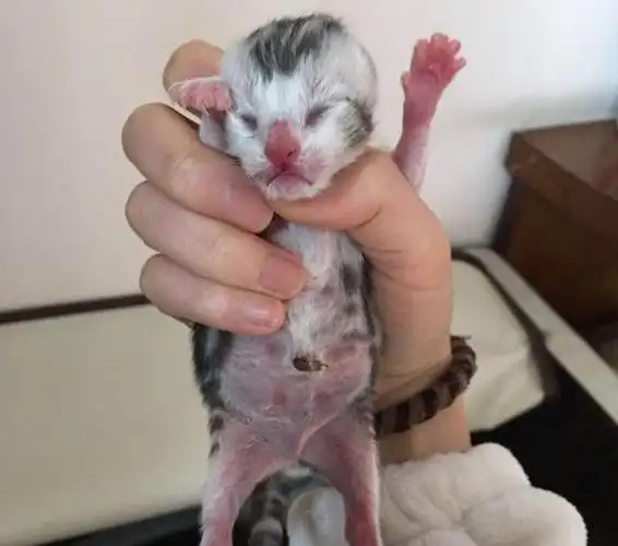 出售家养美短 英短 蓝猫 (宁波地区可以来家看)