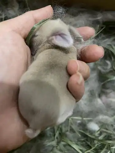 来看看新生的兔宝宝,长得超级快!(小宝宝第一次睁眼了!