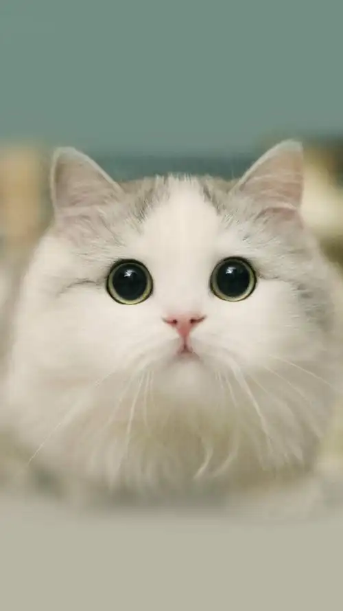 大眼萌猫