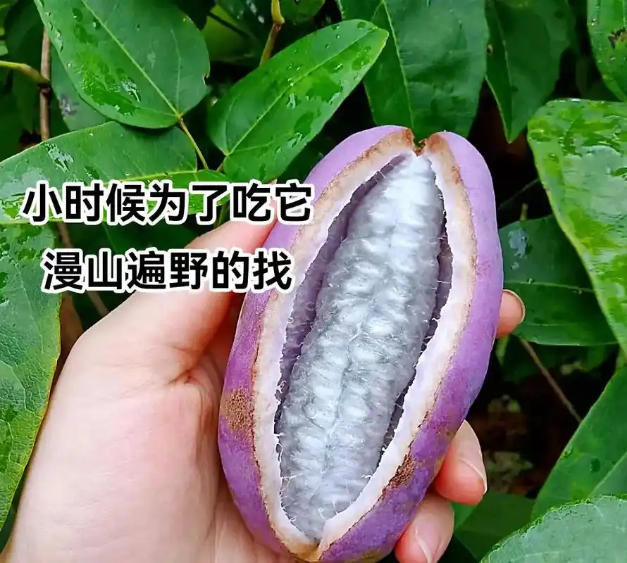 八月炸,小时候你吃过吗?这个长的像茄子,吃起来像冰淇淋的野生 - 抖音