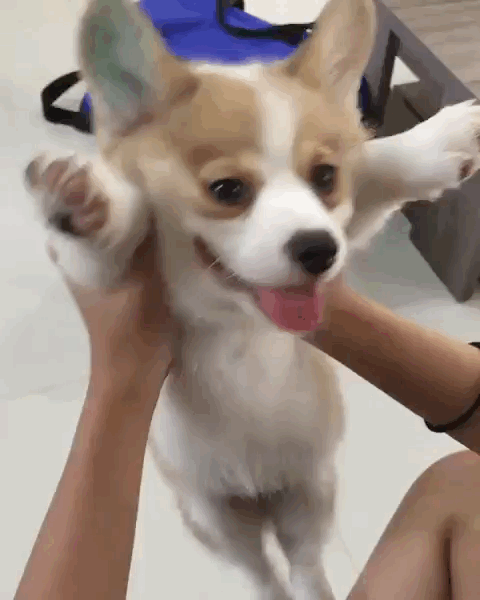 快1岁的柯基宝宝lilo,特别爱笑,每天的日常就是咧着嘴蹦跶,让人看着