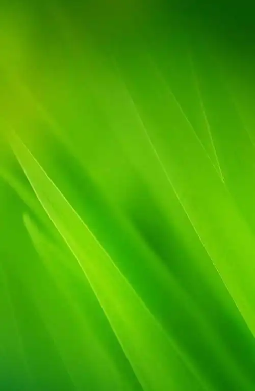 绿色系手机壁纸 给自己的眼睛放个假__财经头条