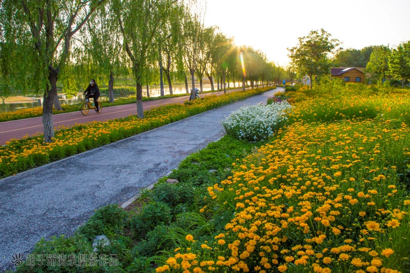 一条河焕新一座城在凉水河畔看潺潺流水赏鸟语花香