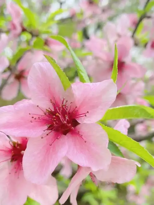 是不是看到桃花就等于桃花运来了