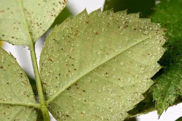 红蜘蛛在爆发初期,首先会出现在较为密集的月季叶片背面有一些白色的
