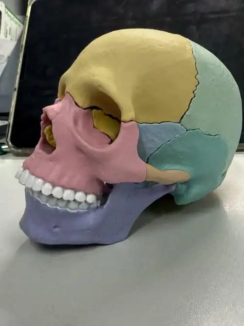 头骨模型教具骷髅头颅3d可拆医用解剖素描绘画美术医学生礼物摆件