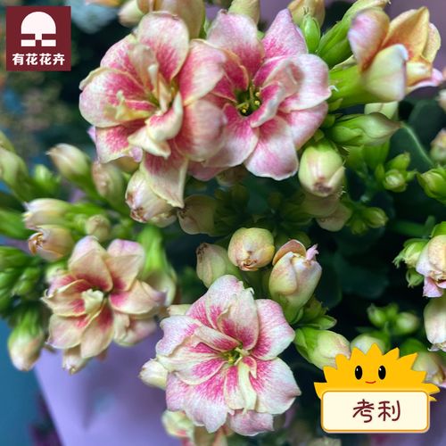 考莉红色长寿花盆栽重瓣花大花带花苞室内四季开花稀有品种大全