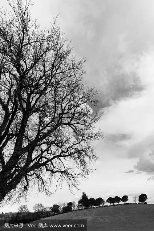 乡间光秃秃的树木,黑白相间的风景