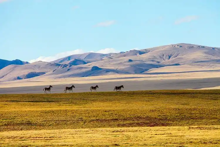 2016年9月26日,青海可可西里无人区宁静旷远的风景,藏野驴,藏黄羊等这