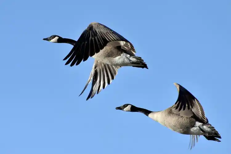 总督湖畔又见加拿大黑雁