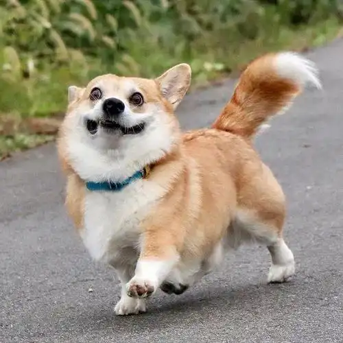 日本这只狗模人样的柯基火了!堪称狗界最强"颜艺大师"超有梗!