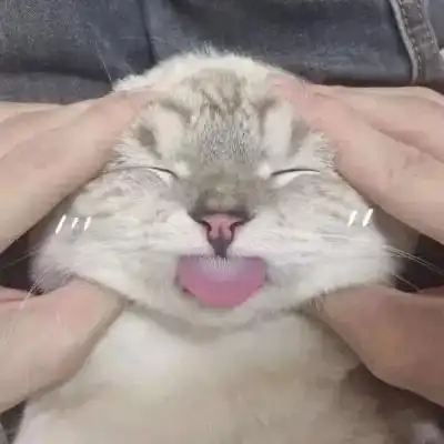 萌猫咪卖萌可爱高清头像超萌