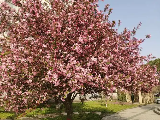 海棠树下 - 美篇