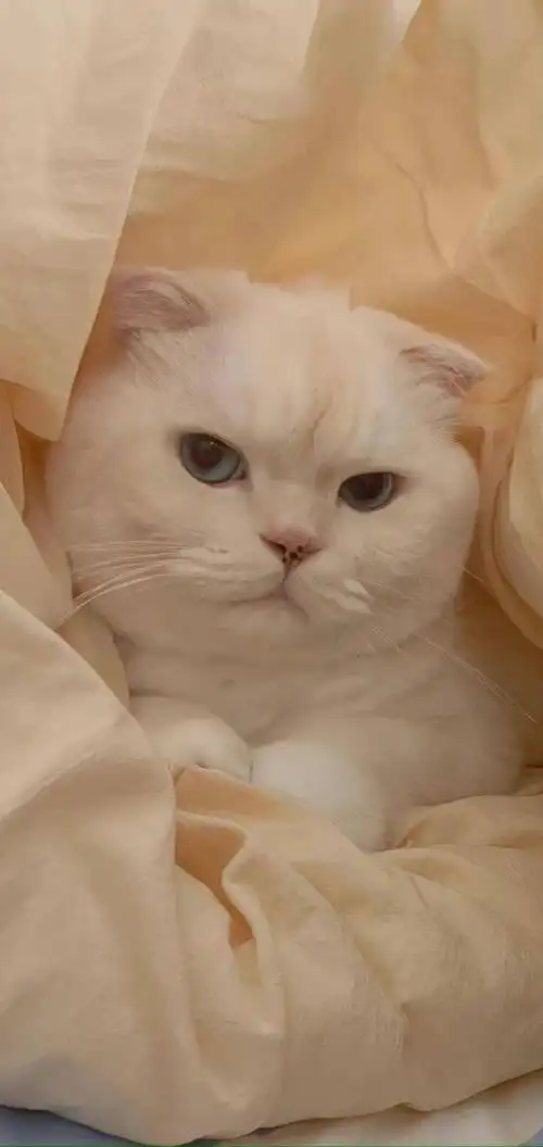 壁纸##猫咪##龙年造梗大赛