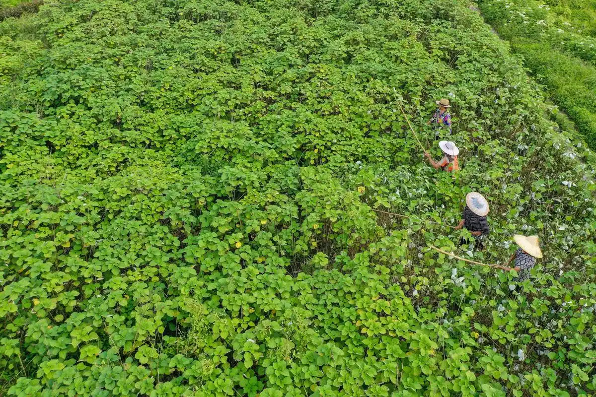 视觉重庆|变"草"为宝 荣昌苎麻产业带动村民增收