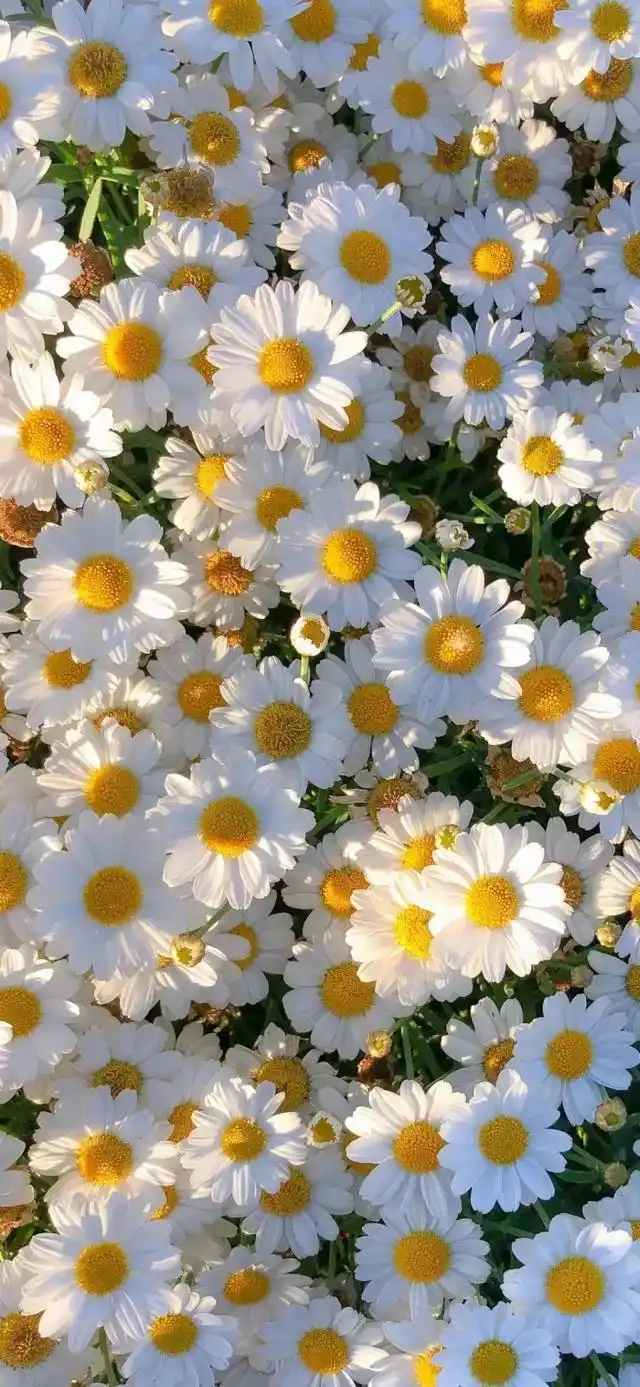 小清新,唯美,治愈系小雏菊手机壁纸,分享给你,希望你能喜欢