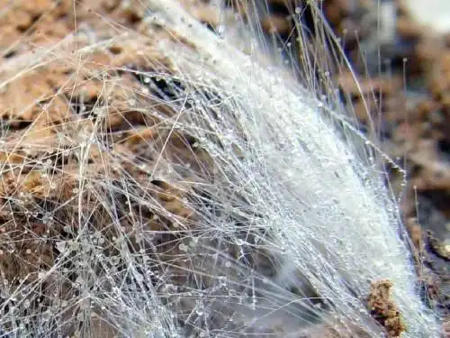 水厂生产车间霉菌超标处理方法