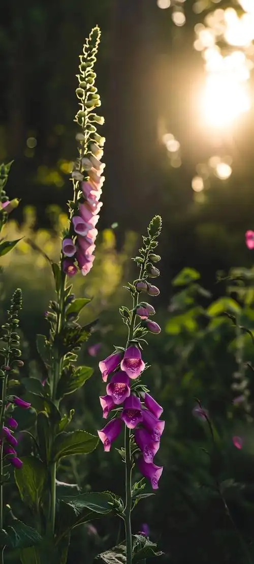 唯美鲜花手机壁纸全面屏适用高清原图