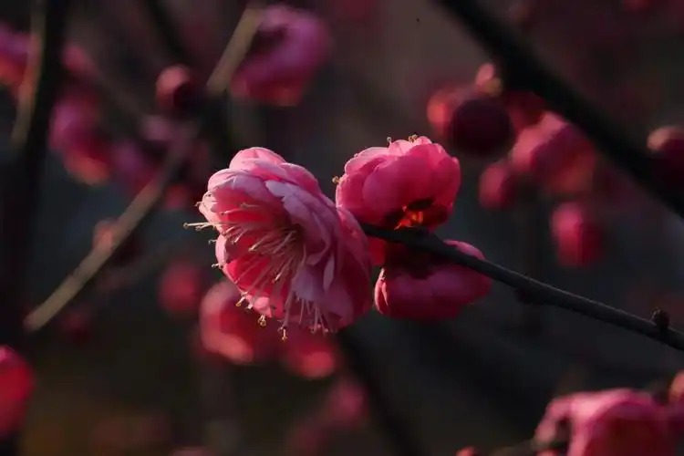 梅花,香色俱佳,独步早春,具有不畏严寒的坚强性格和不甘落后的进取