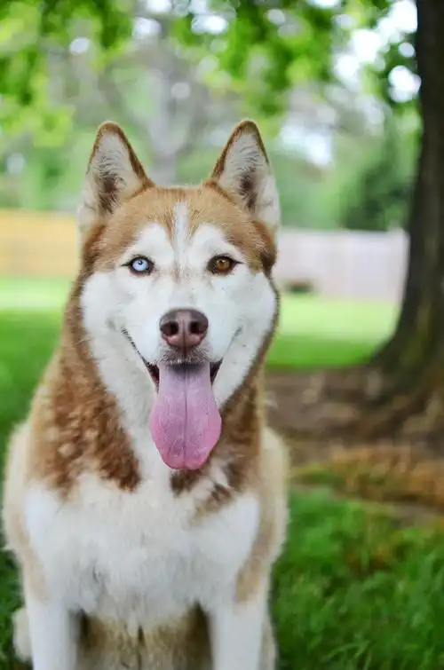 可爱的宠物狗哈士奇