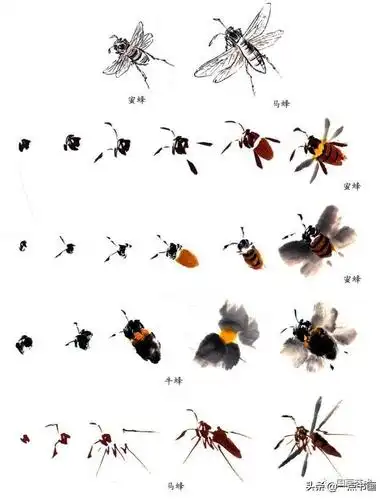 写意草虫画法教程——蜂的画法步骤