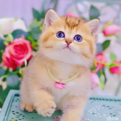 【58同城】建军路商家波斯猫价格_多少钱一只|建军路商家1000-2500元