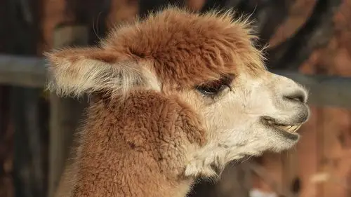 玻利维亚草原上的羊驼,动物-回车桌面