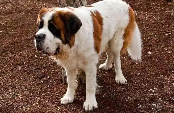 世界名犬(世界名犬品种大全)