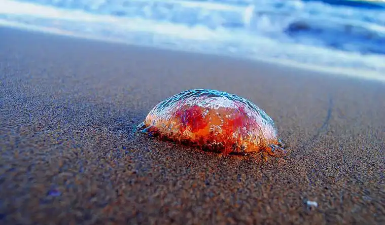 西班牙海滩沙滩上的贝壳特写图片下载