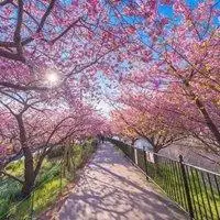 唯美浪漫的日本花海治愈系风景头像
