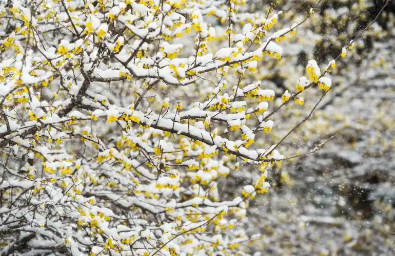 梅花欢喜漫天雪