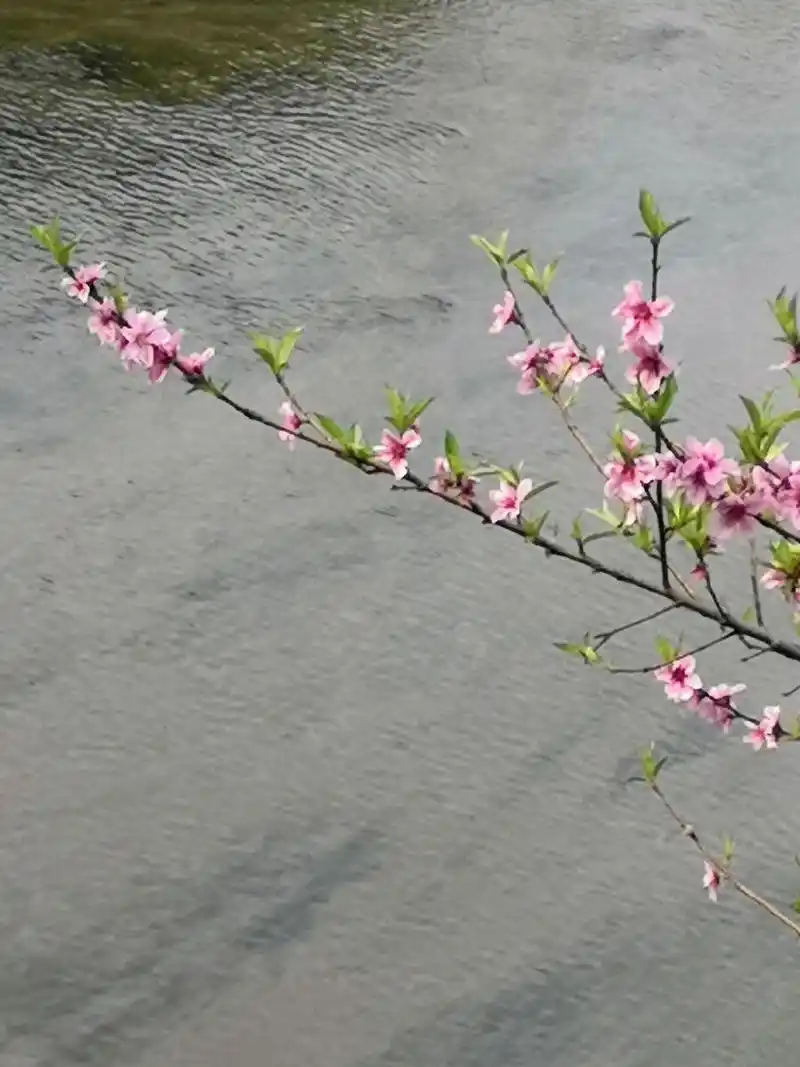 水中桃花别样红