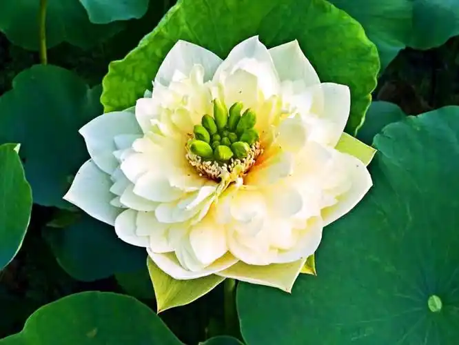 千瓣莲花～碧叶田田,花瓣繁密,显得富丽堂皇,雍容华贵