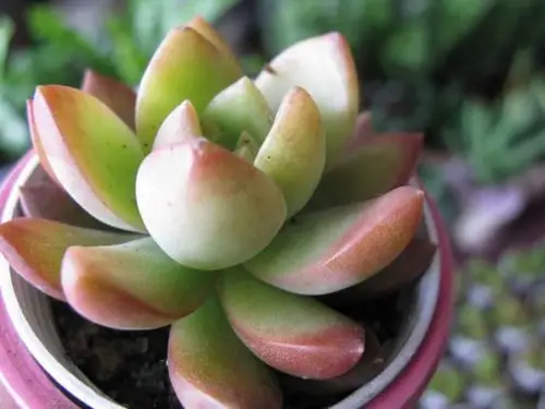 种多肉植物-学路网-学习路上 有我相伴