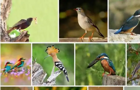 关于鸟的谜语大全哪里有