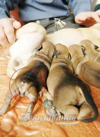 图文:母狗生出6只小狗其中3只无尾巴