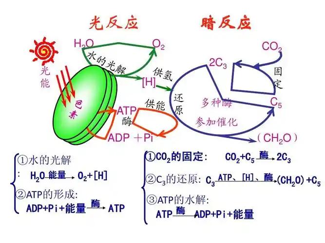所有分类 高中教育 理化生 5-4-3能量之源-光合作用3ppt 光反应 h2o