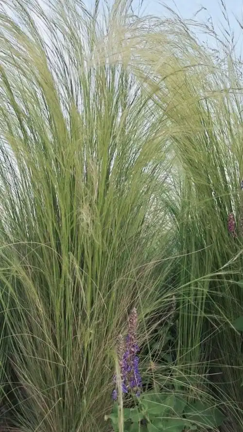 针茅……难得一见的新款