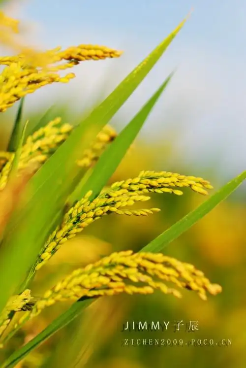 秋天里来稻花香( 14张 )