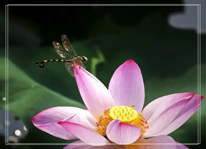 早有蜻蜓立上头