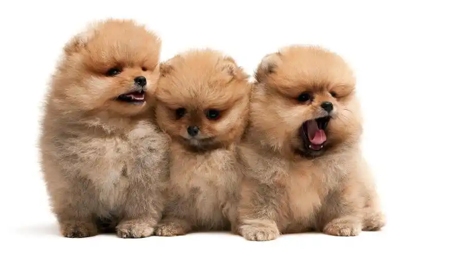 危机公关成功案例中电通信的hellochow事件全剖析