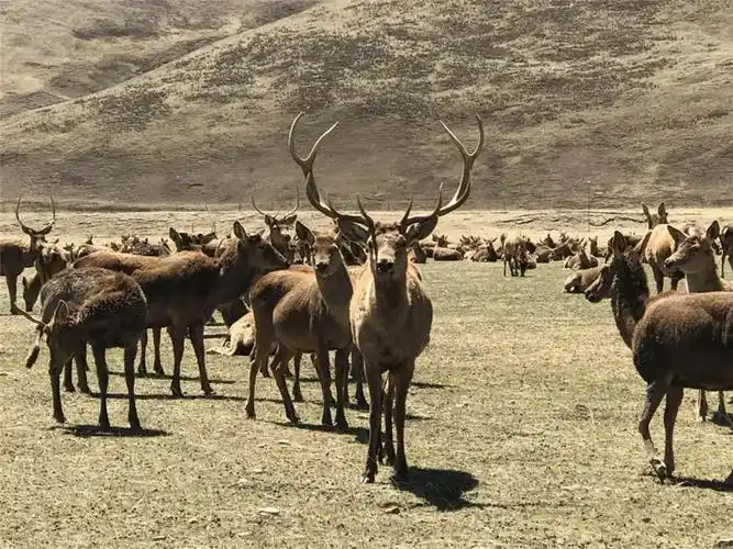 类乌齐马鹿保护区已达1200平方公里群众护林员近两千名