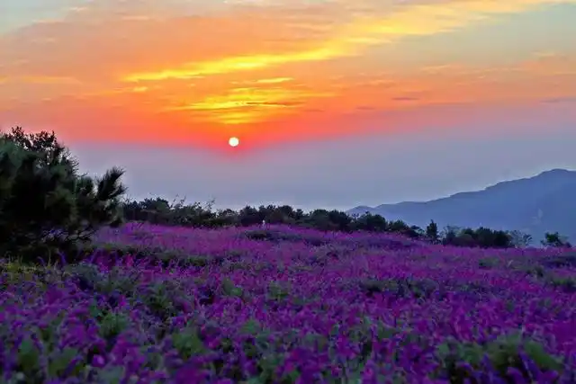 云中花海!这片"浪漫紫"美得像仙境