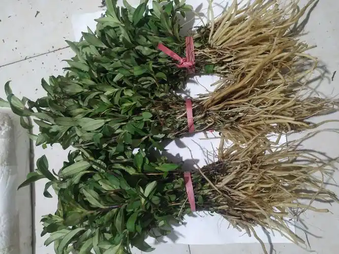 龙胆贵州草药新鲜大龙草全根500克中药材草山苦胆其他药食同源食品